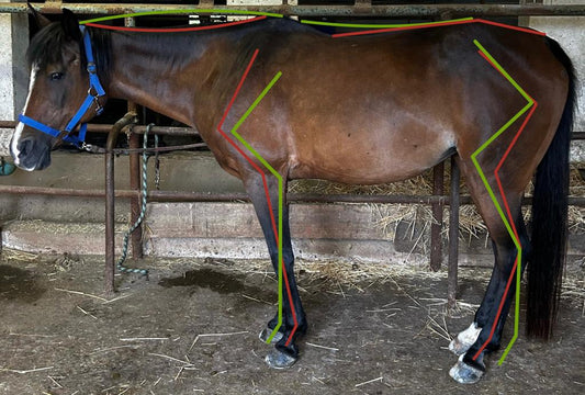 Carole Colling, Sattel, Sattelanpassung, korrektes Reiten, Pferdeanatomie, Muskelaufbau, Muskeltraining, Osteopathie, Physiotherapie, 